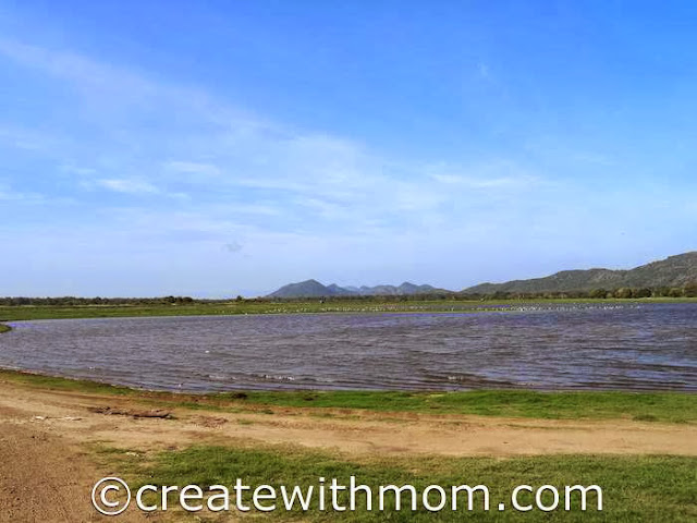 minneriya safari sri lanka