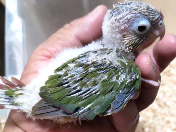 Enjoy Birds Life ウロコインコ パイナップル 里親募集 有償