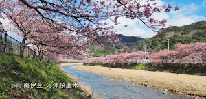 河津桜を（電車で）見に行く♪