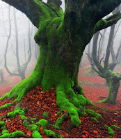  Fagus sylvatica