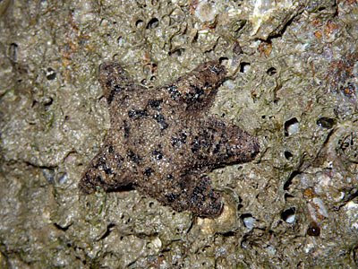 Starfish, Rock star, Asterina coronata