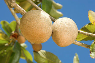 Health Benefits of Raw Sapodilla Fruit - 2