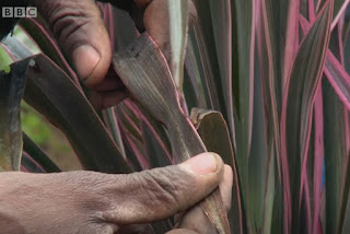 New Zealand Flax