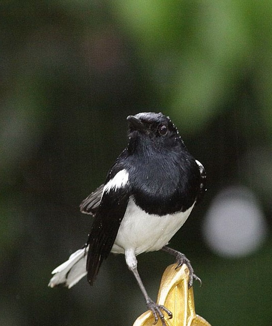 Gambar burung kacer