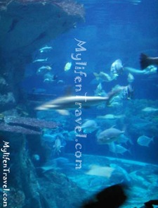 Hong Kong OceanPark 28