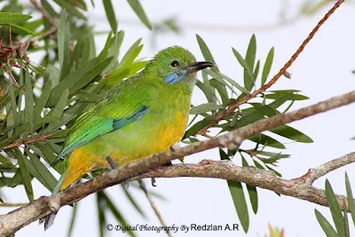 Orange-bellied Leafbird (Chloropsis hardwickii)