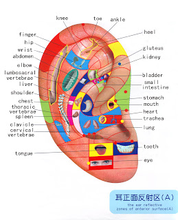 Ear, Foot and Hand Reflexology Pijat Refleksi Telinga 