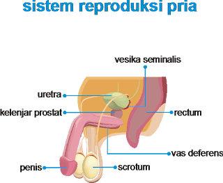 Sistem Reproduksi Pria