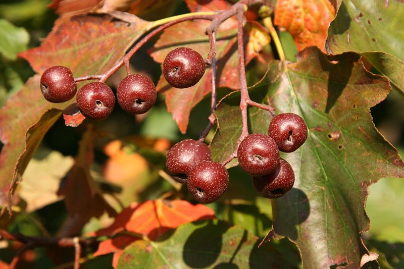 Рябина глоговина (Sorbus torminalis)