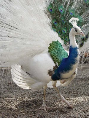 White Peacock Wallpapers