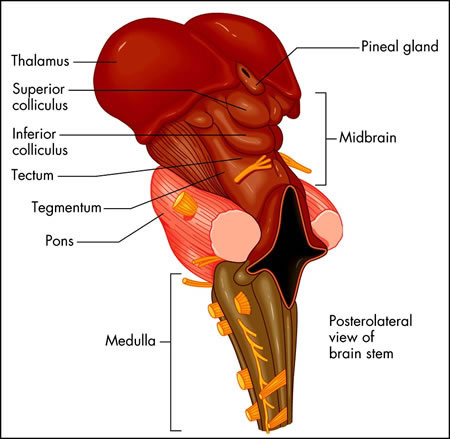 Brain Stem Functions2