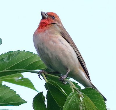 "Common Rosefinch - passage migrant,perched on mulberry tree."