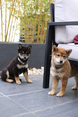 black-and-sesame-shiba