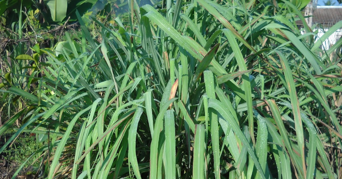 KENALI POKOK SAYANGI POKOK: SERAI WANGI