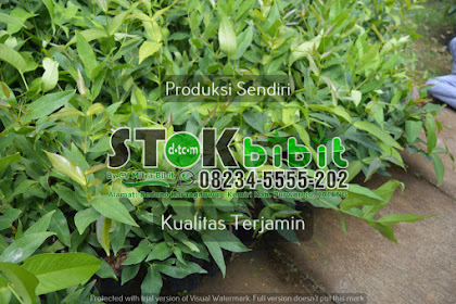 Untuk menghapus Impor jeruk di pasaran perlu dilakukan pengembangan jeruk lebih bagus dari jeruk import |  jual bibit jeruk garut - bibit jeruk purut yang bagus