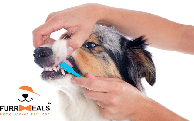 Is Toothpaste Bad For Dogs