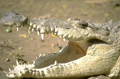 Crocodiles Eat Stones