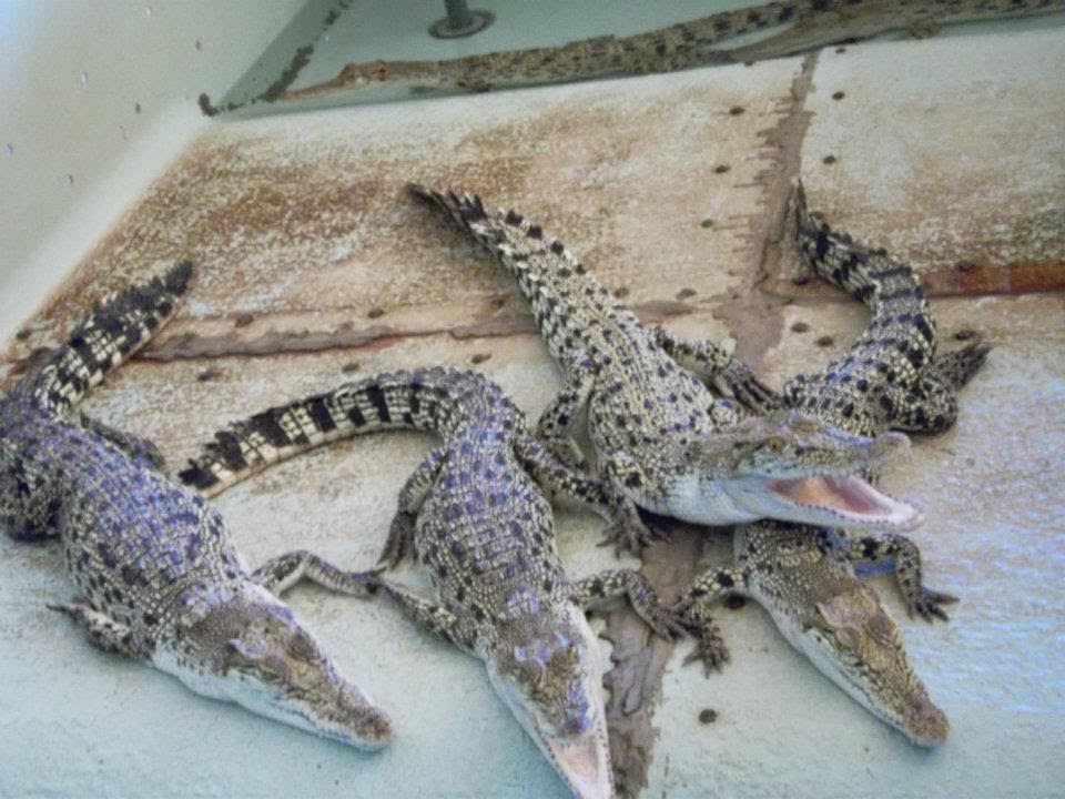 crocodile farm at Puerto Prinsesa