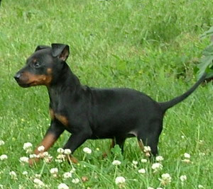 Manchester Terrier Puppy Pictures