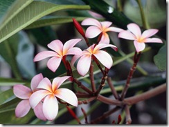 A close-up of frangipani flowers.