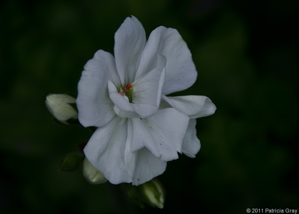 Patricia Gray Perfect Geranium_1