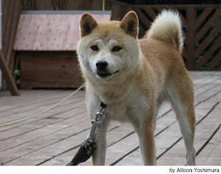 akita inu 