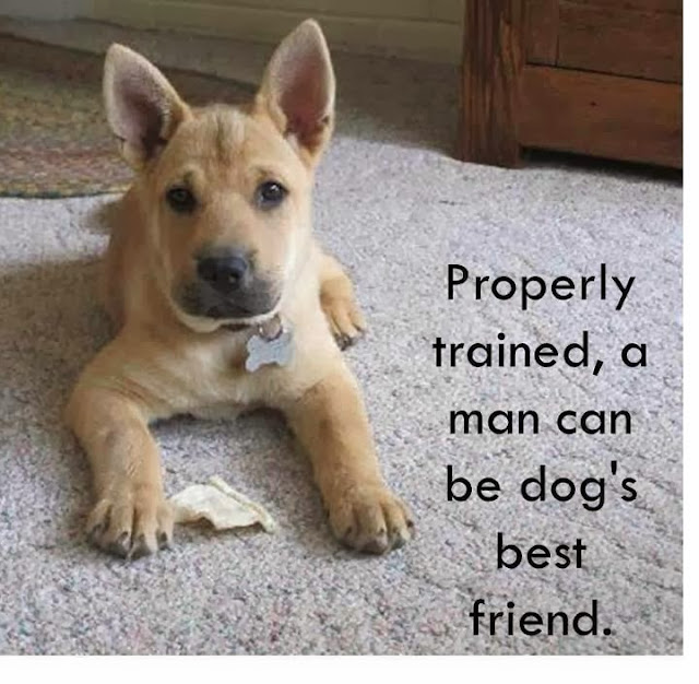  animal, dog, cat, pet, animal, inspiring quotes for animal lovers, petsnmore.org