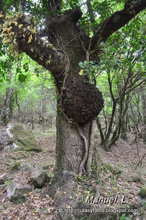 Canuto del Montero