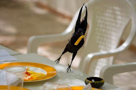 Funny animals of the week - 7 February 2014 (40 pics), bird steals french fries