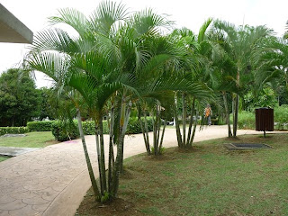 PALMS AND CYCADS POKOK PALMA DAN CYCADS Agrobio 