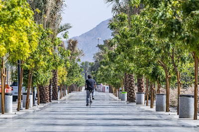 Source: Al Madinah Region Development Authority. A person cycling in between rows of palm trees..