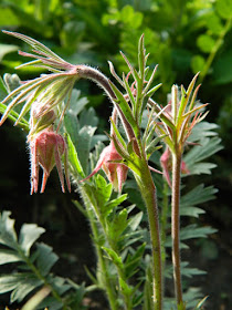 Prairie Smoke (Geum triflorum) spring flowers in a Riverdale ecological garden by garden muses-not another Toronto gardening blog