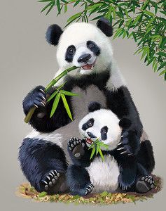 2000 Gambar Panda Keren Background Panda 3D 4D HD