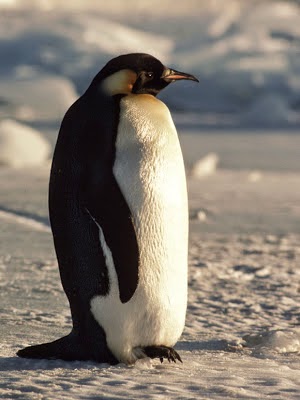 EMPEROR PENGUIN