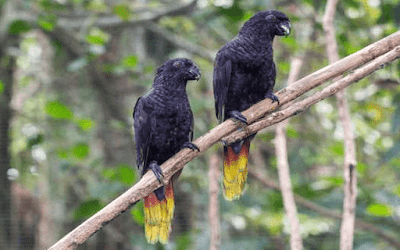  Burung nuri atau ada juga orang yang menyebutnya dengan burung perkici dan burung kasturi 18 Jenis Burung Nuri di Indonesia yang Wajib Anda Ketahui