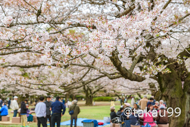 都立光が丘公園