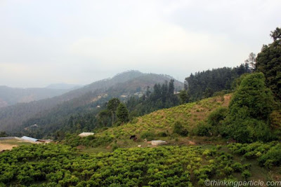 Beautiful Places in Gwaldam tea garden