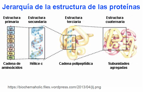 Diferentes niveles estructurales de las proteínas