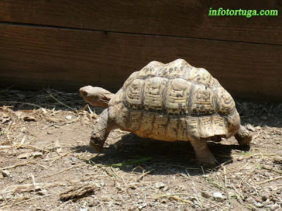 Stigmochelys pardalis