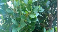 Δαφνη Φυτο : Fytwria Kentia Daphne Odora H Arwmatikh Dafnh Toy Xeimwna _ Check spelling or type a new query.