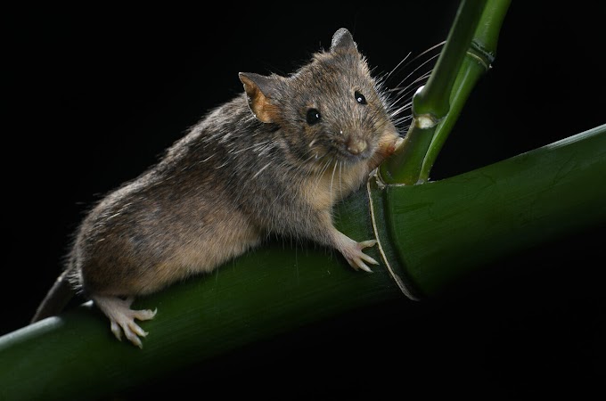 Sustainable Mice and the Programmed Fusion of Their Chromosomes