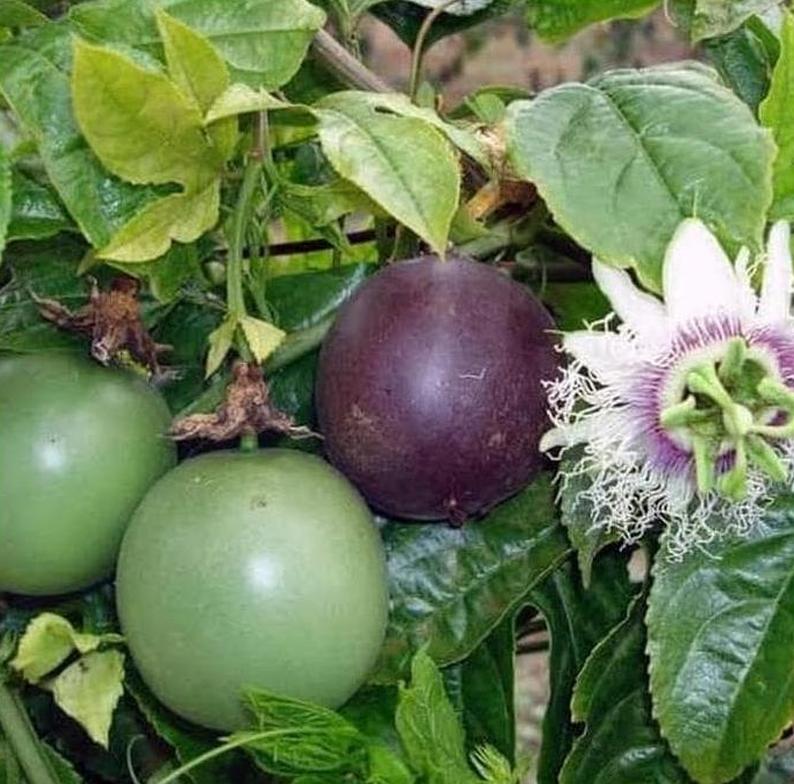 jual bibit markisa manis ungu paling minati pohon tanaman buah hitam merah markotop kualitas unggulan Pontianak