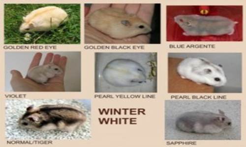 https://miefbird.blogspot.com/2018/03/mengenal-jenis-hamster-paling-populer.htm