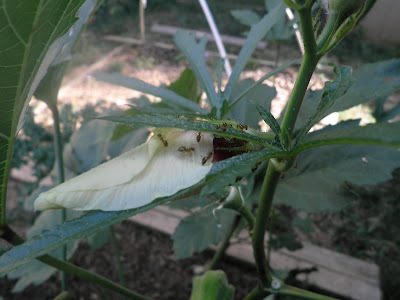 Ants on an okra flower