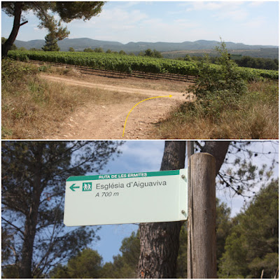 ARBRES SINGULARS, ARBRES REMARCABLES DEL PLA DE MANLLEU (ALT CAMP) I AIGUAVIVA (BAIX PENEDÈS), camí pel bosc de la Plana d'Aiguaviva i camí d'Aiguaviva al terme municipal del Montmell