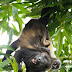 Golden-Mantled Howler Monkeys in Laguna de Apoyo Nature Reserve,
Nicaragua