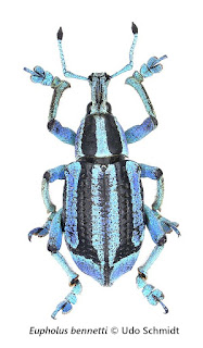 Escarabajo con franjas azules y oscuras, su rostro está alargado y los "pies" de sus patas son muy anchos.