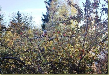 2010-10-16 - Summerhouse - Apple Tree Seb on top 1