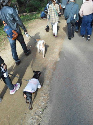 Dogs at Hitachi Seaside Park