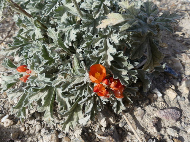 12: orange flower